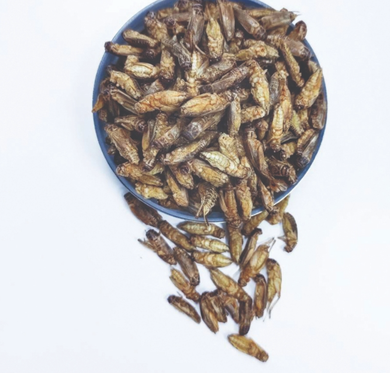 Whole Dried Crickets